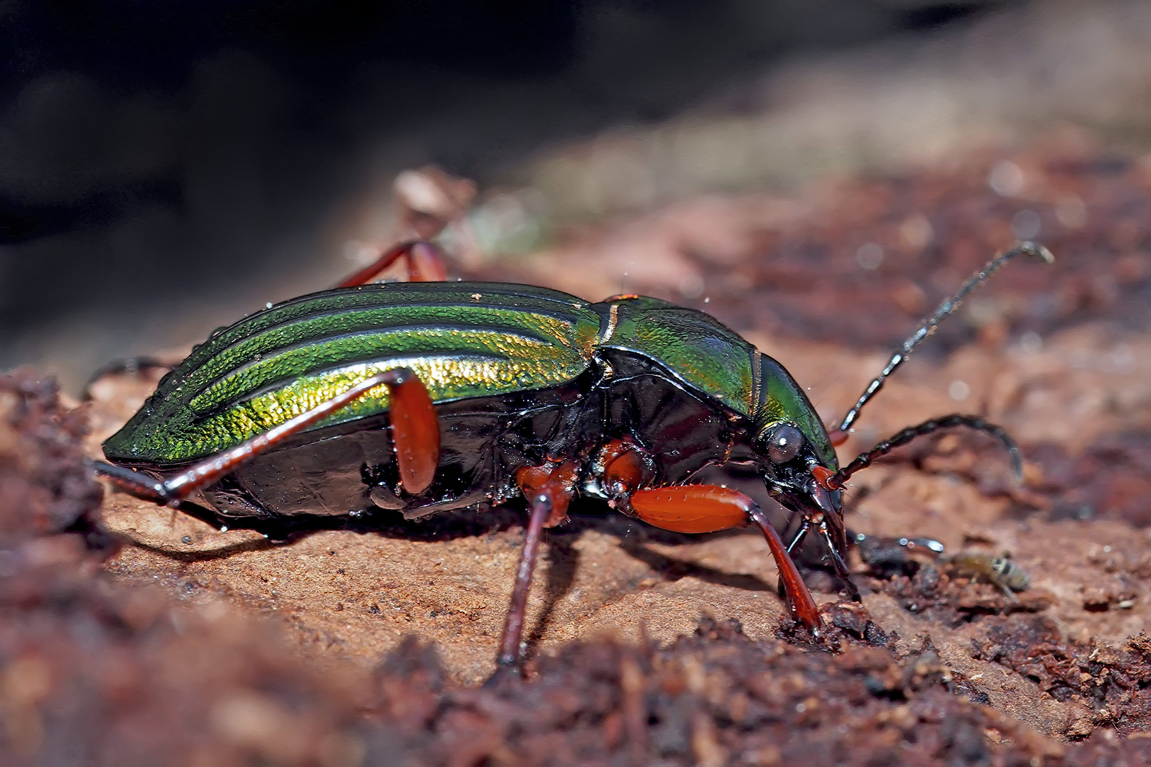 Goldglänzender Laufkäfer (Carabus auronitens) - Carabe à reflet cuivré.