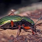 Goldglänzender Laufkäfer (Carabus auronitens) - Carabe à reflet cuivré.