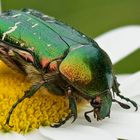 Goldglänzender oder auch Gemeiner Rosenkäfer (Cetonia aurata)