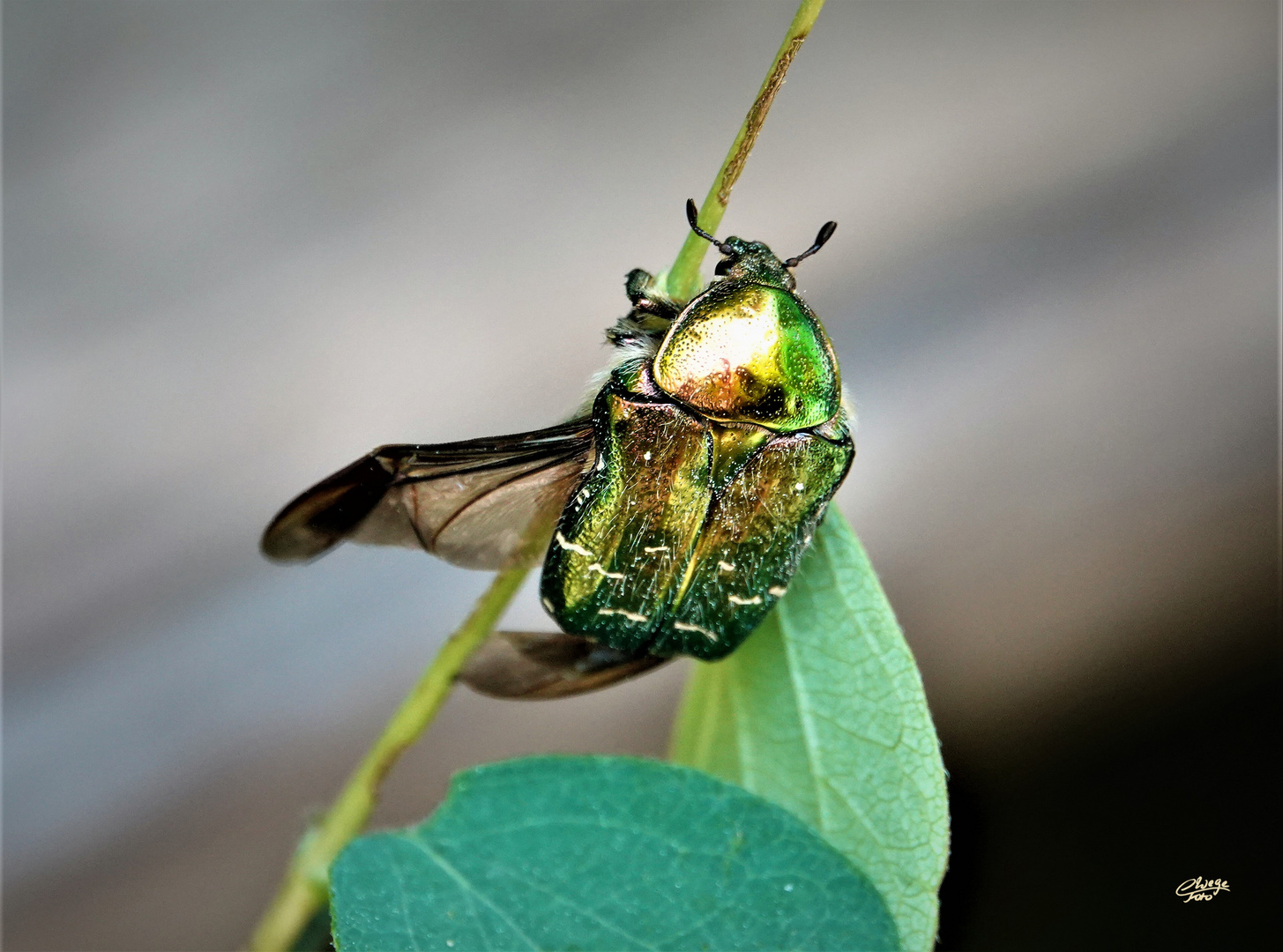 Goldglänzender oder Gemeiner Rosenkäfer