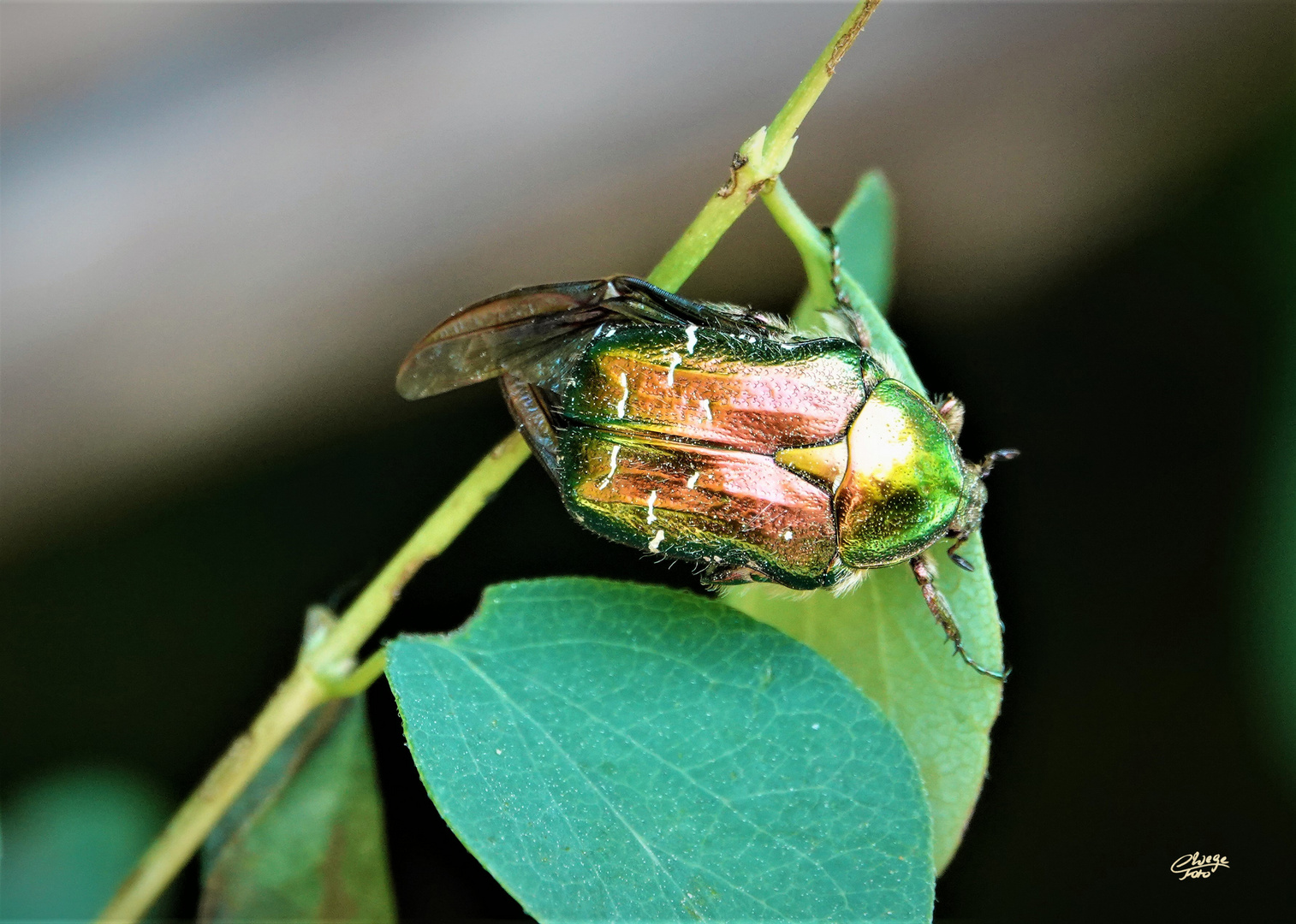 Goldglänzender oder Gemeiner Rosenkäfer