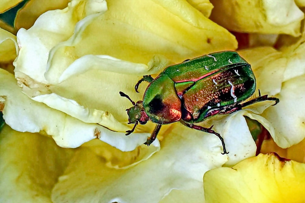 Goldglänzender Rosenkäfer