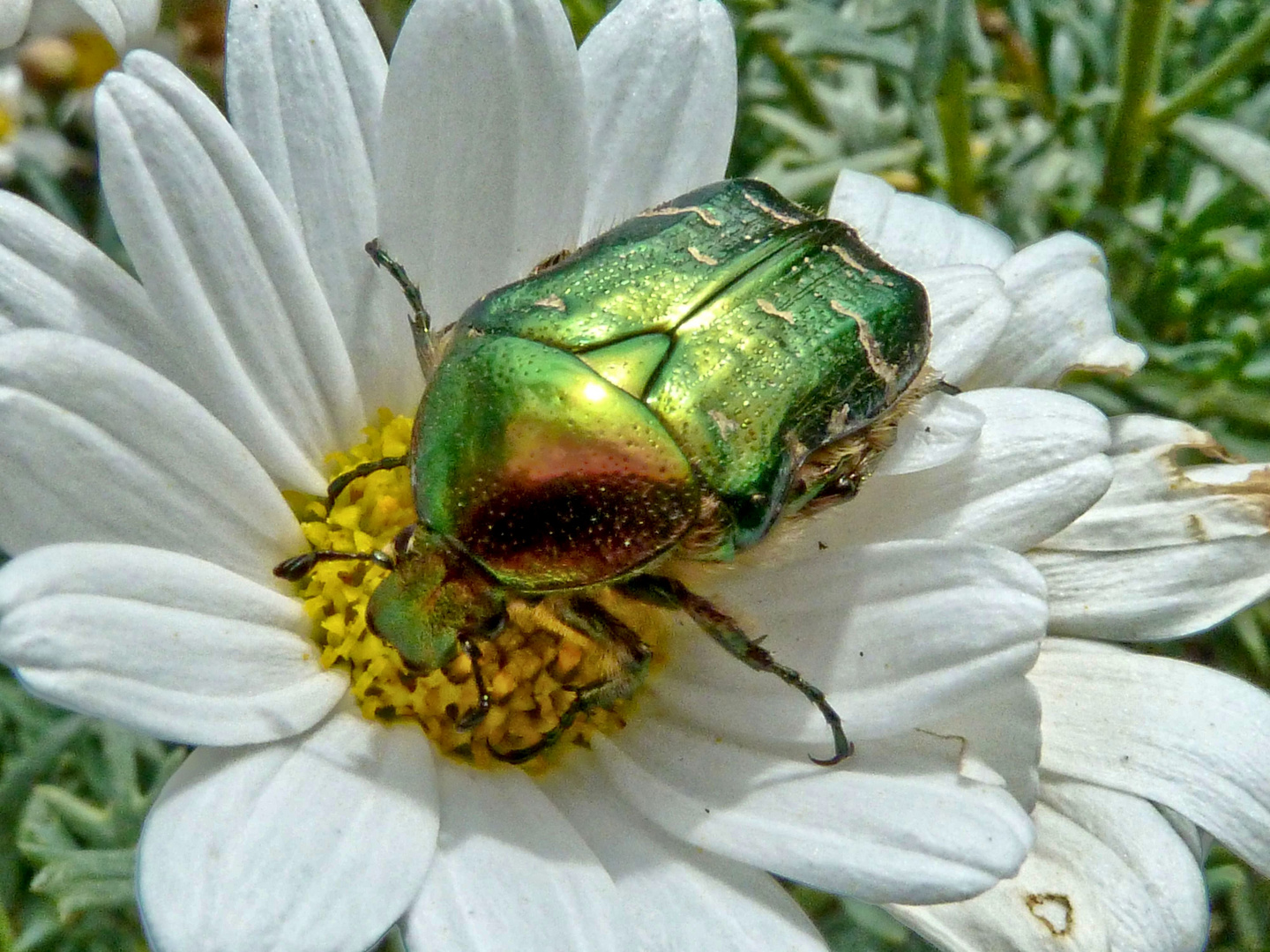 Goldglänzender Rosenkäfer