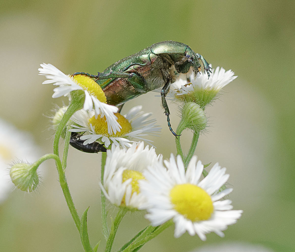  Goldglänzender Rosenkäfer