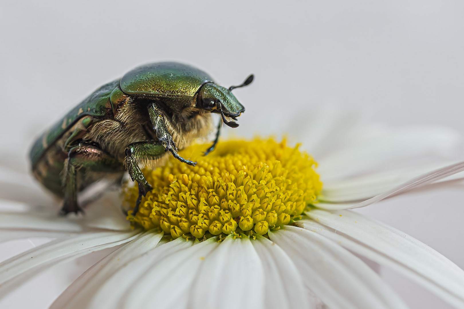 Goldglänzender Rosenkäfer auf Abwegen  (Cetonia aurata)