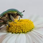 Goldglänzender Rosenkäfer auf Abwegen  (Cetonia aurata)