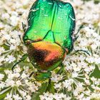 Goldglänzender Rosenkäfer bei der Nahrungssuche