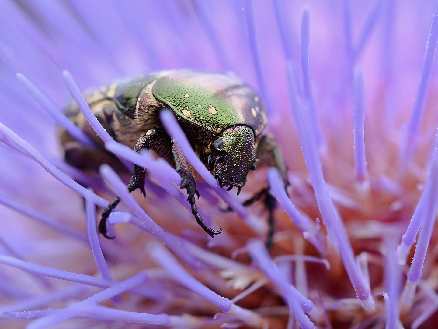 Goldglänzender Rosenkäfer besucht eine Diestelblüte