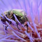 Goldglänzender Rosenkäfer besucht eine Diestelblüte