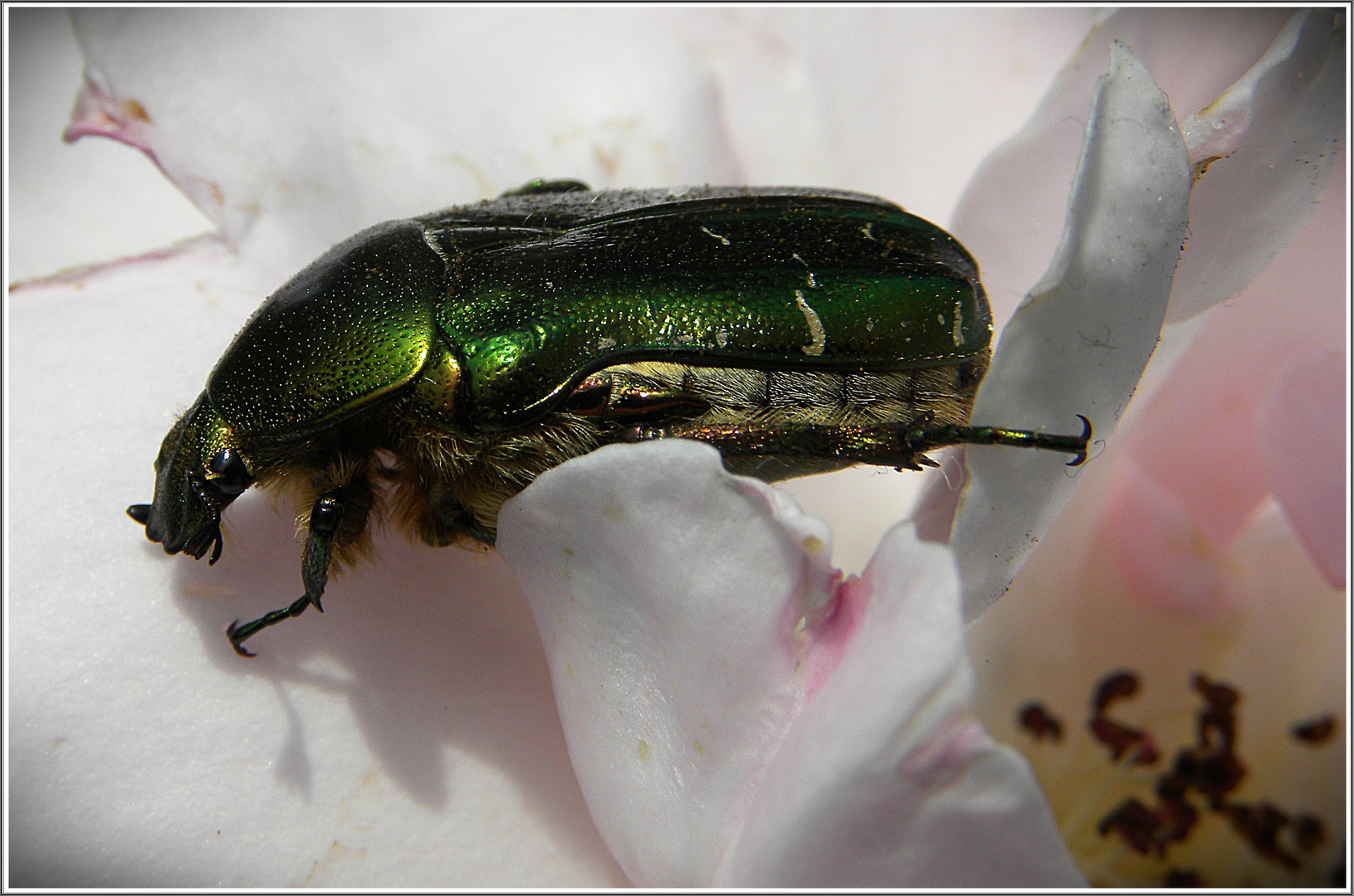 Goldglänzender Rosenkäfer (Cetonia aurata)