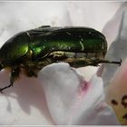 Goldglänzender Rosenkäfer (Cetonia aurata)