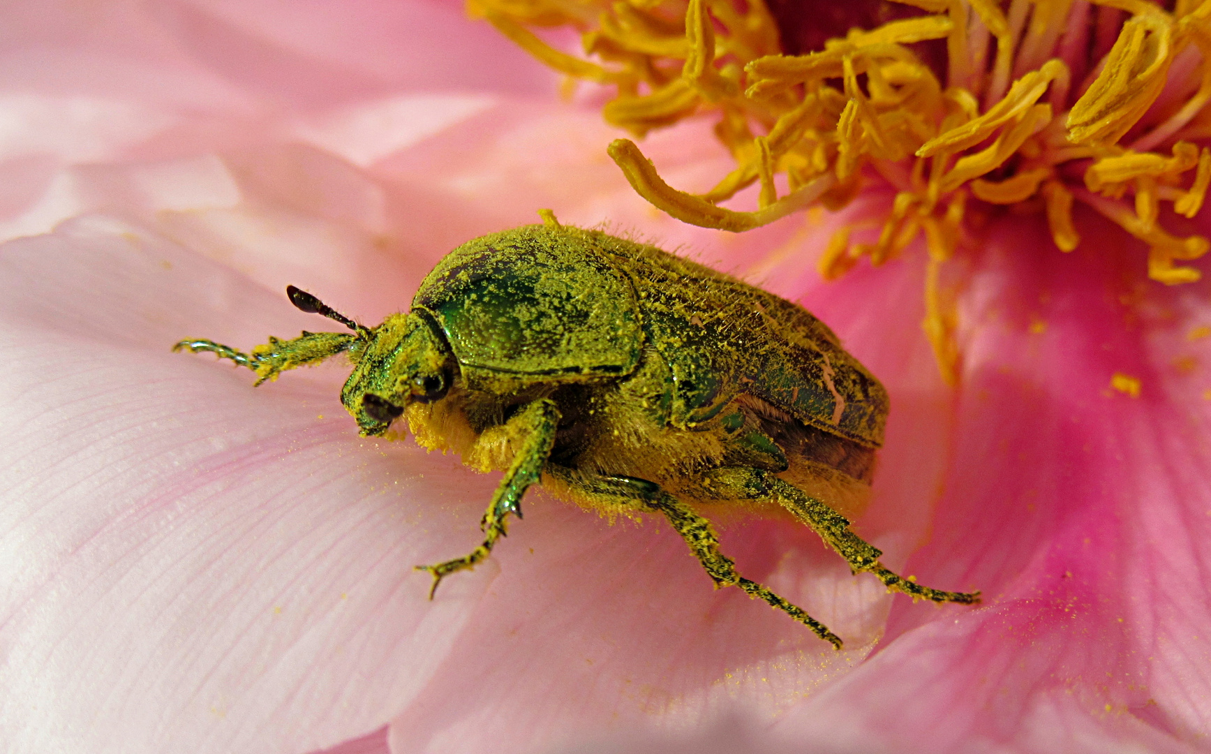 --- Goldglänzender Rosenkäfer (Cetonia aurata) ---