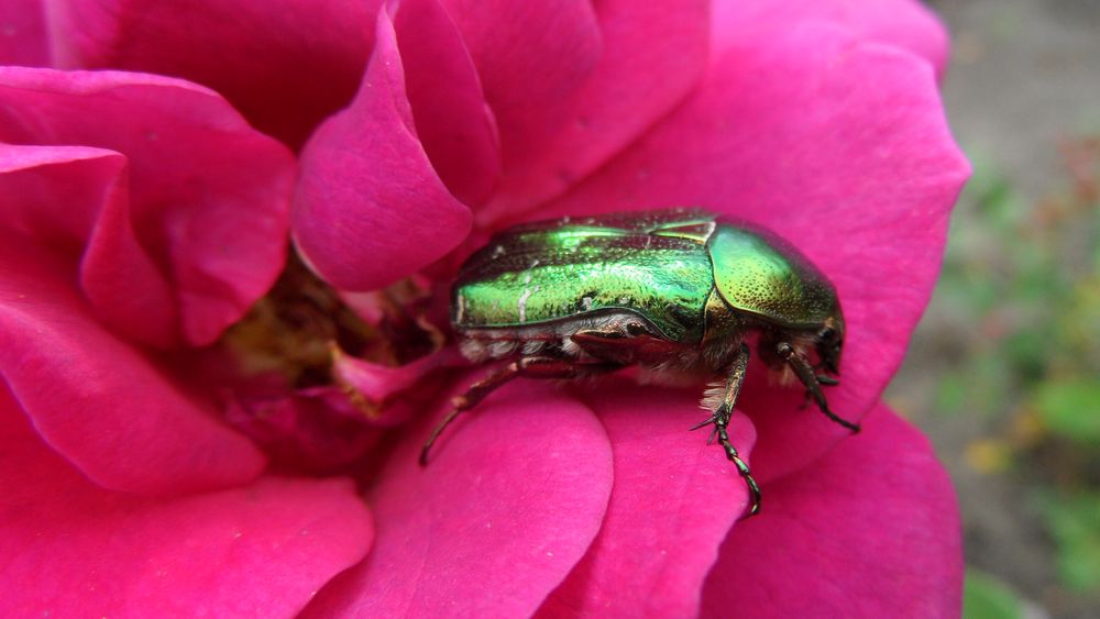 Goldglänzender Rosenkäfer (Cetonia aurata)