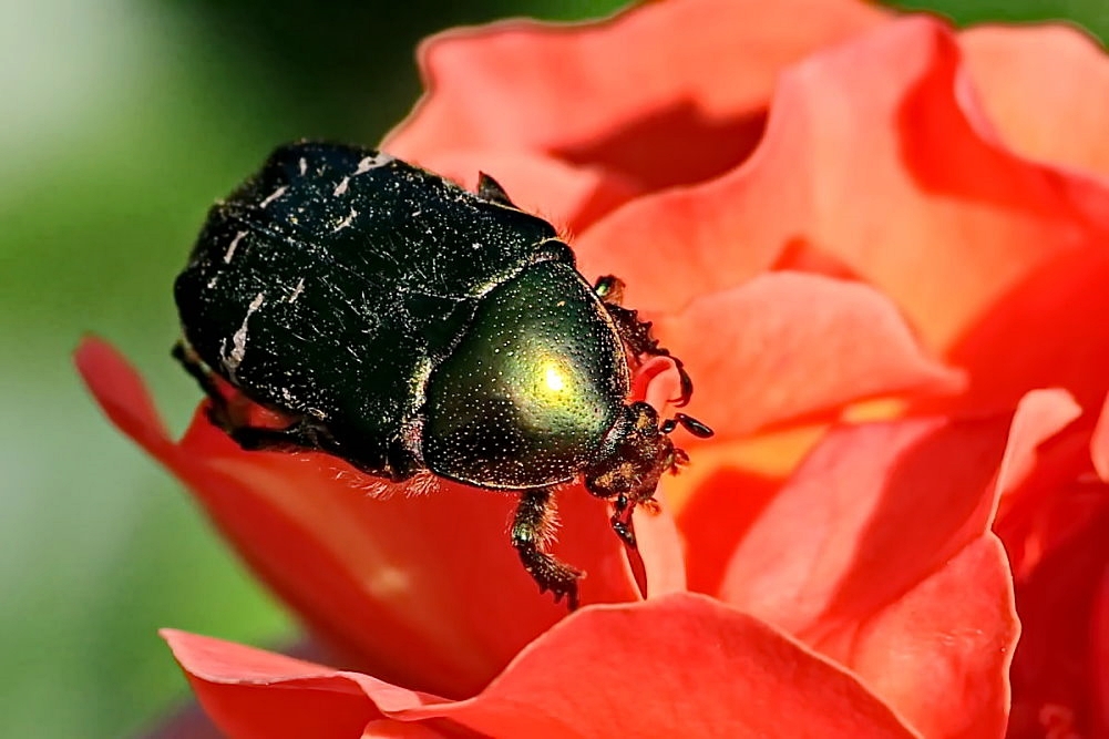 Goldglänzender Rosenkäfer [Cetonia aurata]