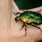 Goldglänzender Rosenkäfer [Cetonia aurata]