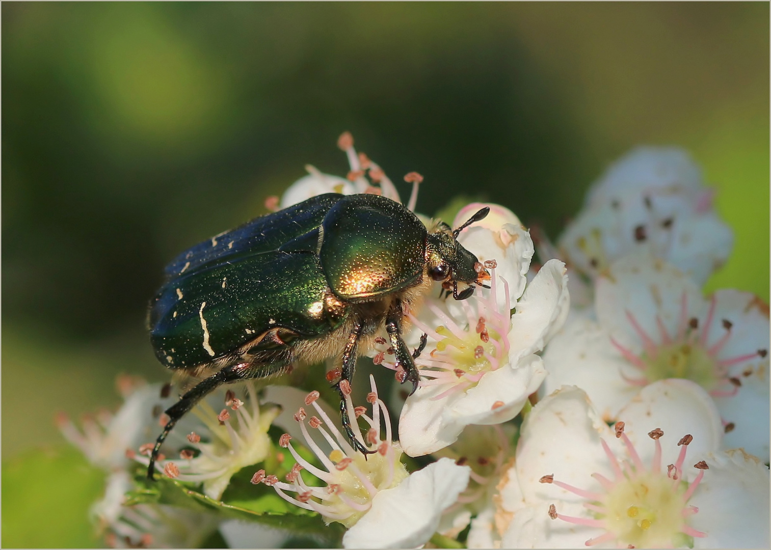 Goldglänzender Rosenkäfer (Cetonia aurata).