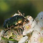 Goldglänzender Rosenkäfer (Cetonia aurata).