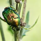 Goldglänzender Rosenkäfer (Cetonia aurata)