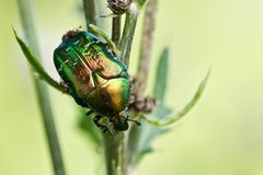 Goldglänzender Rosenkäfer (Cetonia aurata)