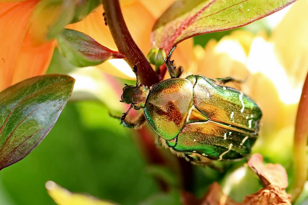 Goldglänzender Rosenkäfer [Cetonia aurata]