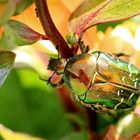 Goldglänzender Rosenkäfer [Cetonia aurata]