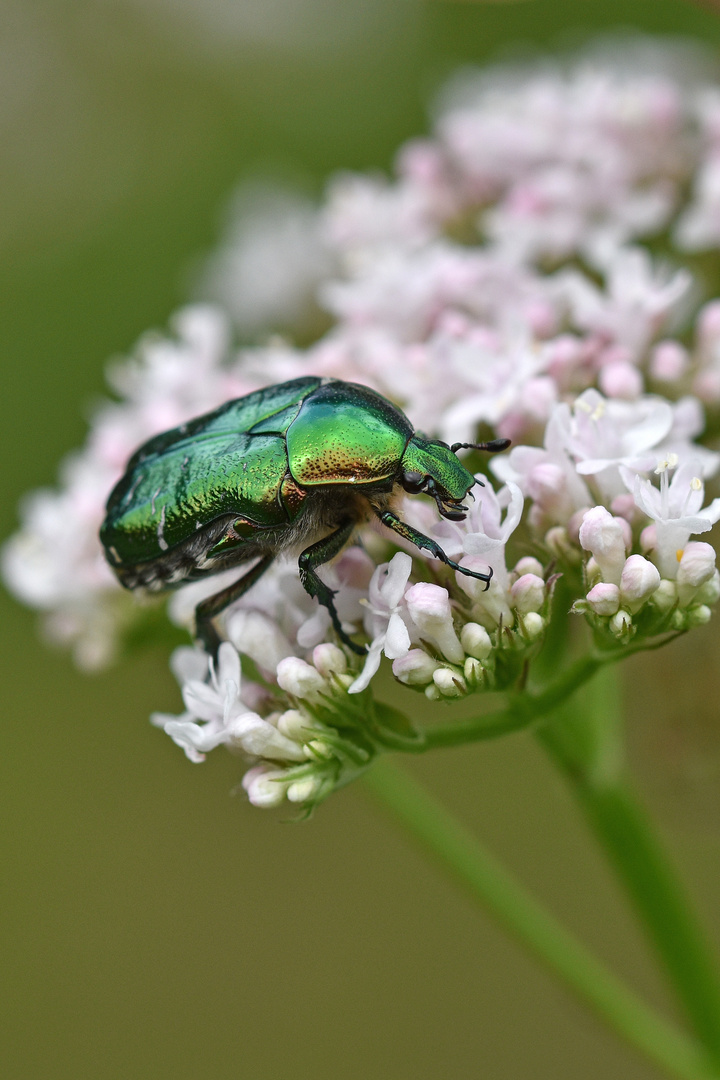 Goldglänzender Rosenkäfer (Cetonia aurata)