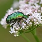 Goldglänzender Rosenkäfer (Cetonia aurata)