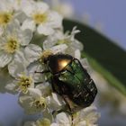 Goldglänzender Rosenkäfer (Cetonia aurata) bei der Nektarsuche