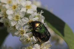 Goldglänzender Rosenkäfer (Cetonia aurata) bei der Nektarsuche