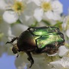 Goldglänzender Rosenkäfer (Cetonia aurata) bei der Nektarsuche