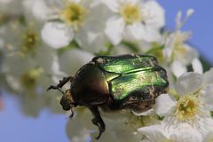 Goldglänzender Rosenkäfer (Cetonia aurata) bei der Nektarsuche