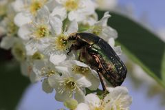 Goldglänzender Rosenkäfer (Cetonia aurata) bei der Nektarsuche