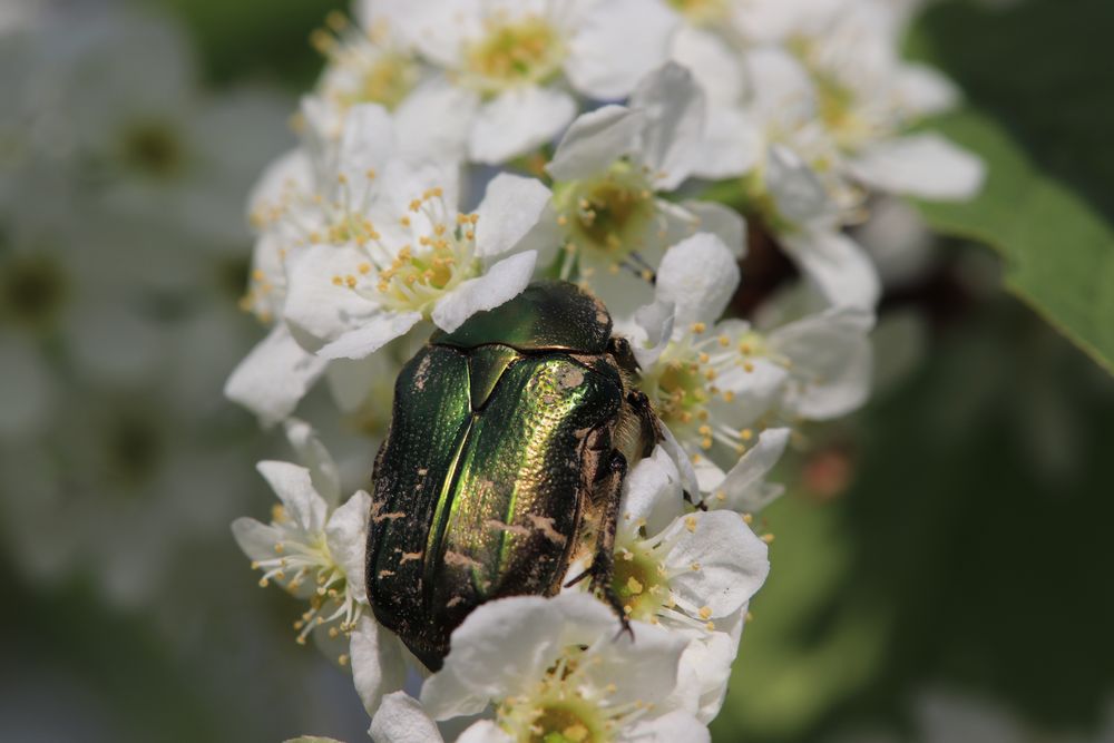 Goldglänzender Rosenkäfer (Cetonia aurata) bei der Nektarsuche