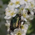 Goldglänzender Rosenkäfer (Cetonia aurata) bei der Nektarsuche