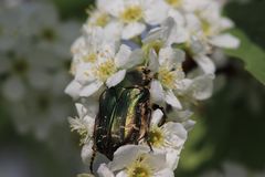 Goldglänzender Rosenkäfer (Cetonia aurata) bei der Nektarsuche