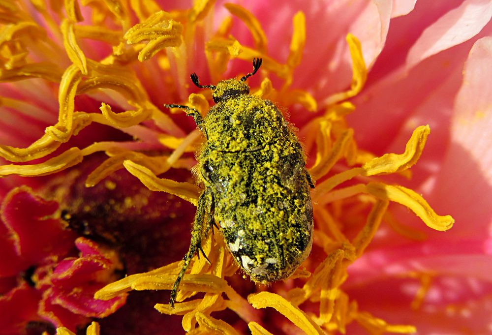 --- Goldglänzender Rosenkäfer (Cetonia aurata) ---