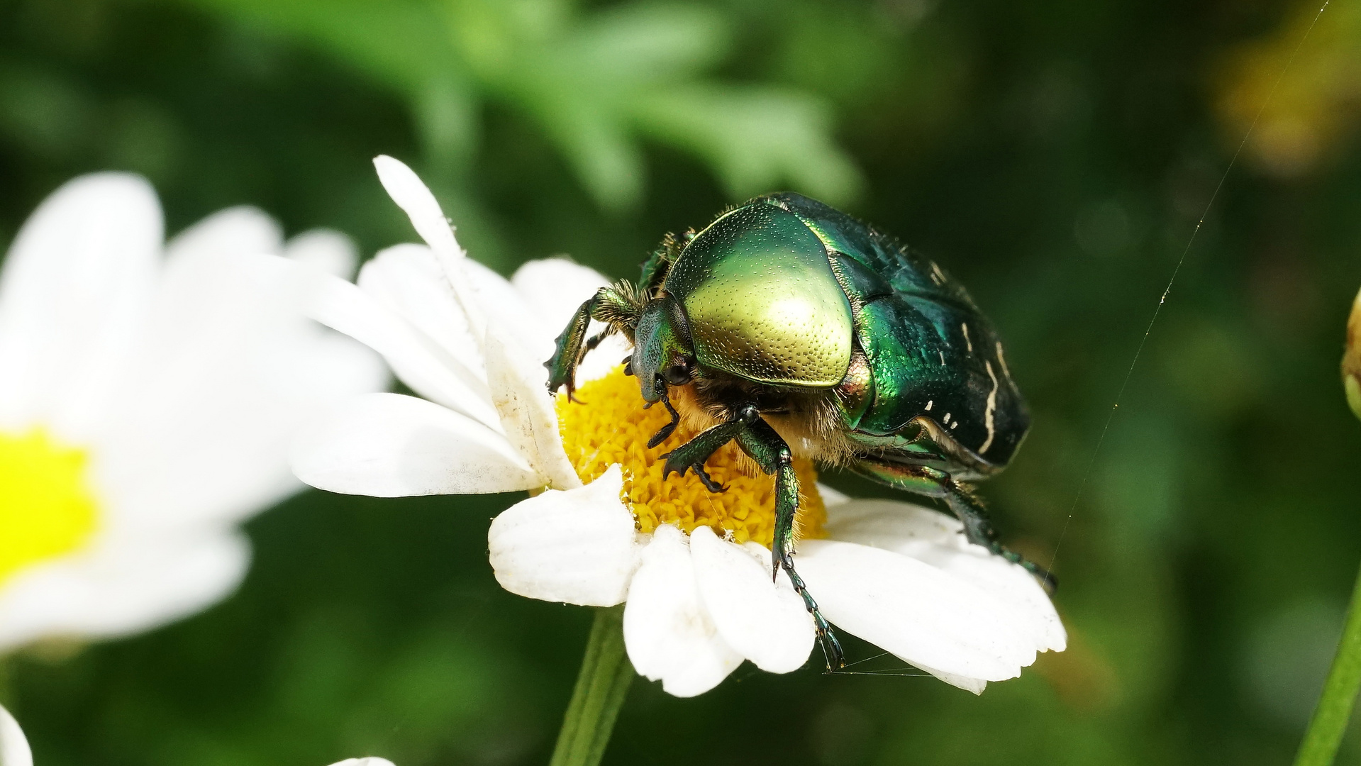 Goldglänzender Rosenkäfer (Cetonia aurata)