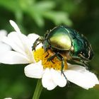 Goldglänzender Rosenkäfer (Cetonia aurata)