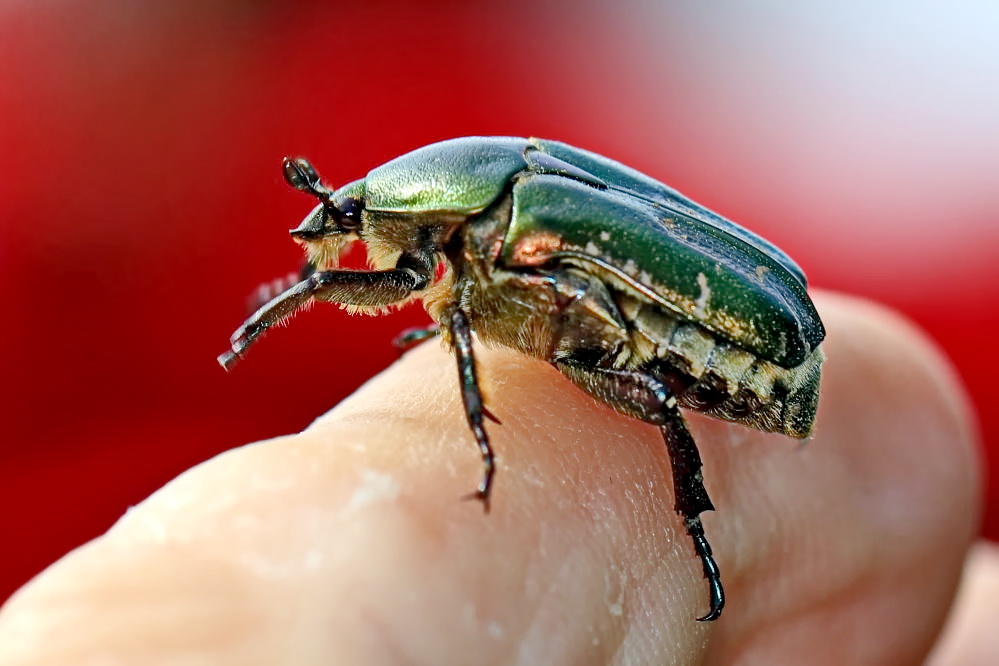 Goldglänzender Rosenkäfer [Cetonia aurata]