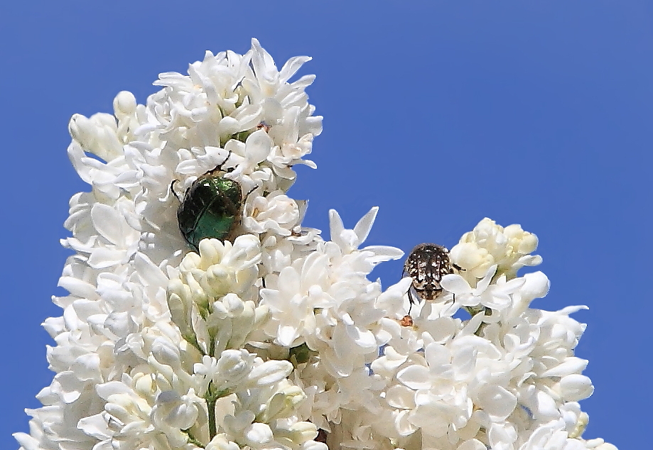 Goldglänzender Rosenkäfer (Cetonia aurata) mit Trauer-Rosenkäfer (Oxythyrea funesta) 