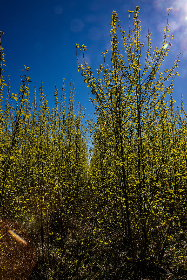 Goldglöckchen - Forsythien (?)