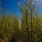 Goldglöckchen - Forsythien (?)