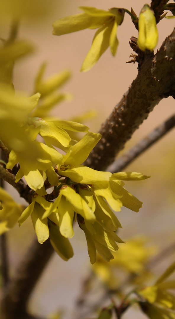 Goldglöckchen,Forsythie