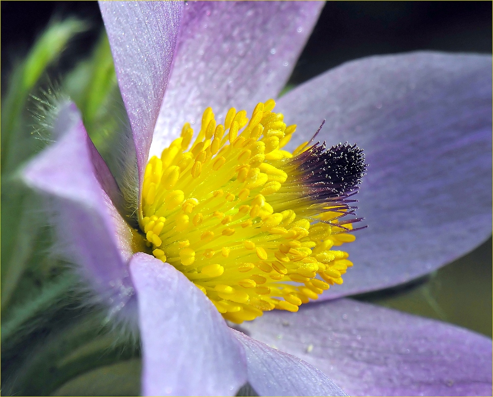 Goldgrube Foto & Bild flora, natur Bilder auf