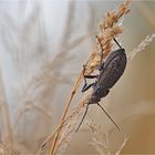 Goldgruben-Laufkäfer (Carabus hortensis) 