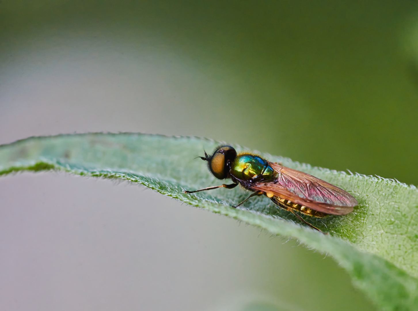 Goldgrüne Waffenfliege (Chloromyia formosa)