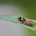 Goldgrüne Waffenfliege (Chloromyia formosa)