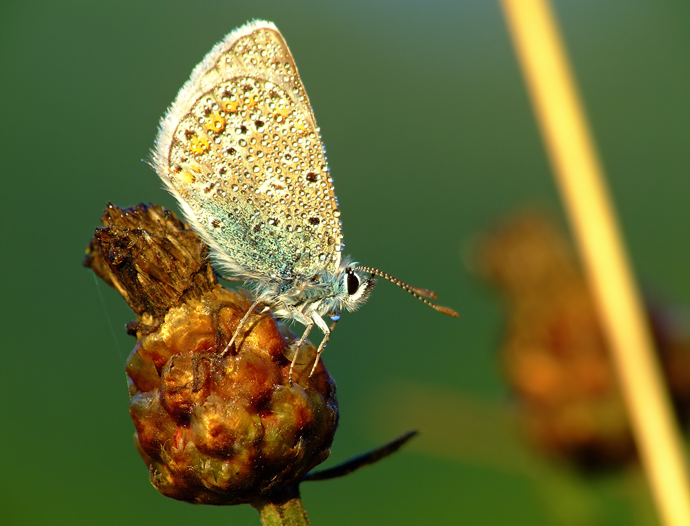 goldgrüner Bläuling (verdentis orodinus)