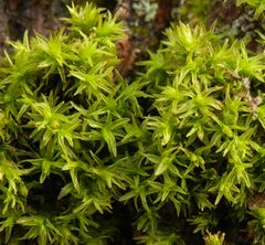 Goldhaarmoos (Orthotrichum sp.) auf Laubbaum