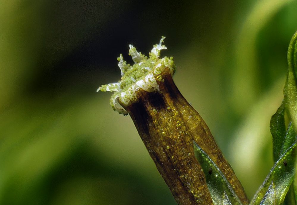 Goldhaarmoos, Sporangium geöffnet